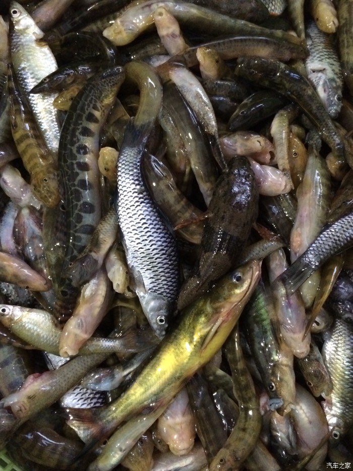 今天又回上林搞了几斤河鱼