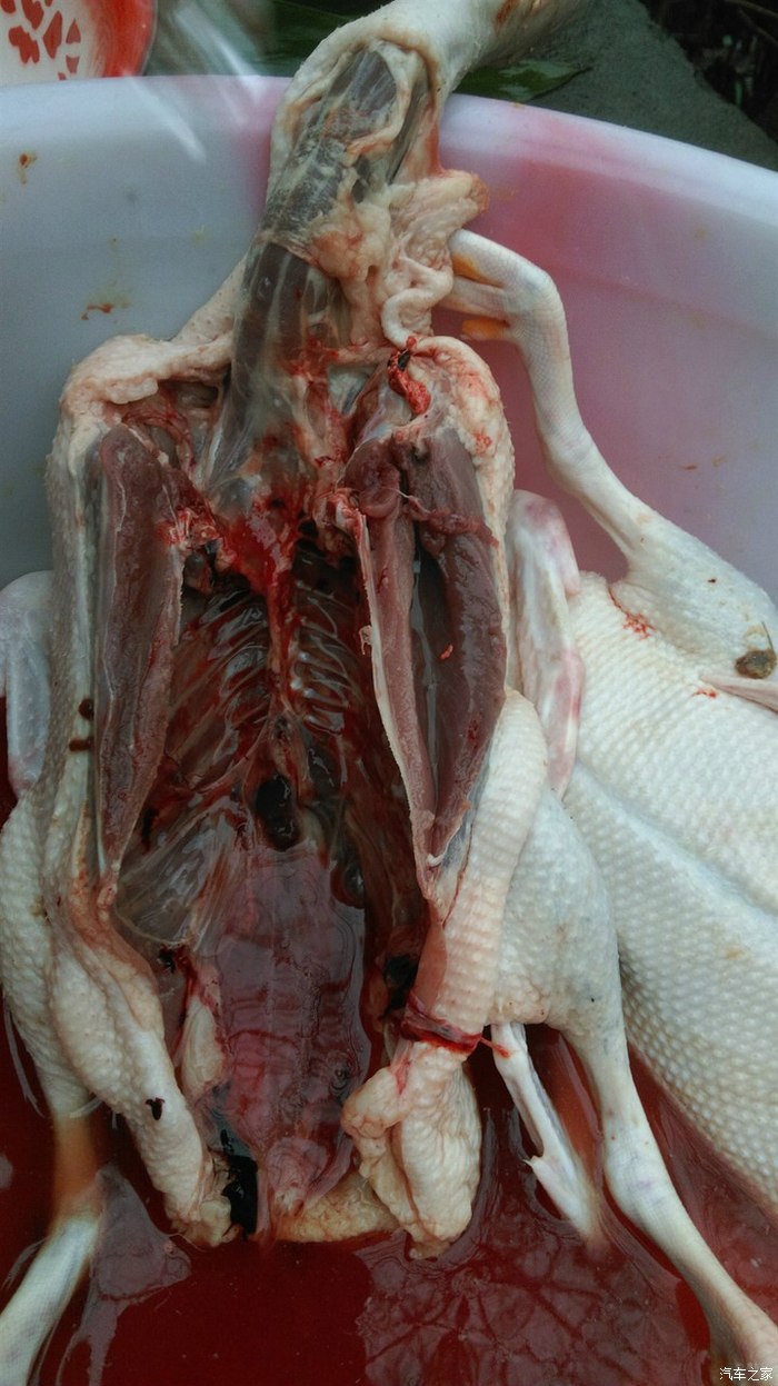 四川长安家族宜宾车友会逸动自然点杀生态鸭