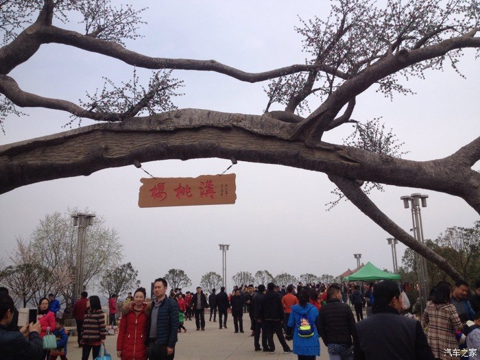 白鹿原樱桃谷樱花开了吗下午想去看看