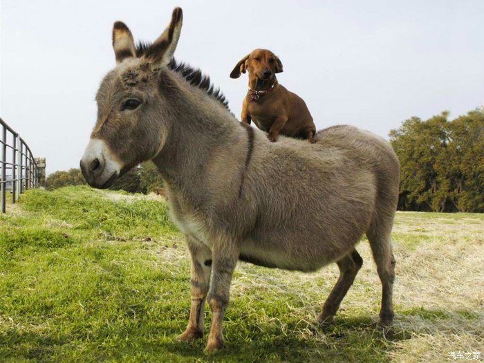 盘点动物界的奇葩懒货们