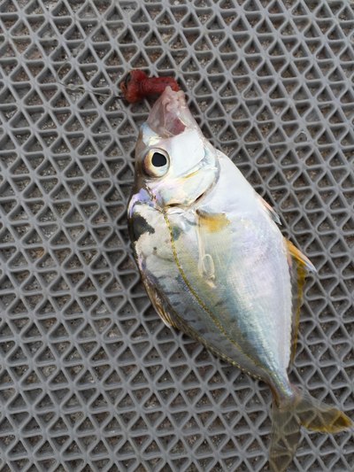 相当愉快的一天,新春首杆海钓