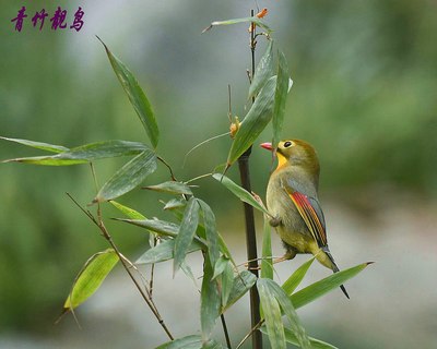 【生态】青竹靓鸟