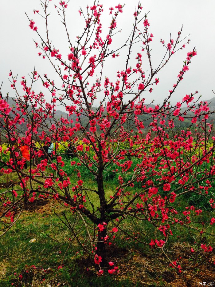 桂林雪铁龙c4l车友会3月7日恭城桃花节快乐一日游