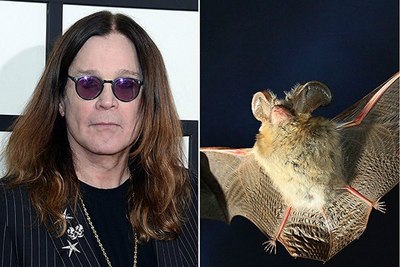 摇滚歌手ozzy osbourne在一次演出时,拿起了被歌迷丢到舞台上的真蝙蝠