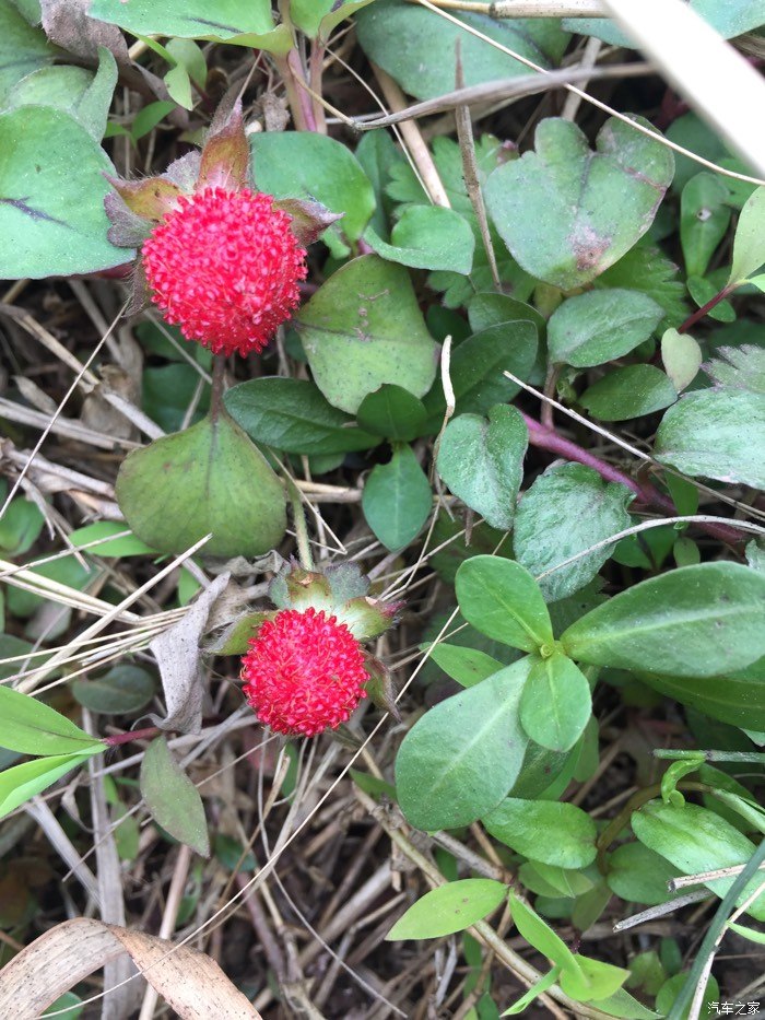 我们小时候喊的蛇泡儿,他们说是蛇吃的.