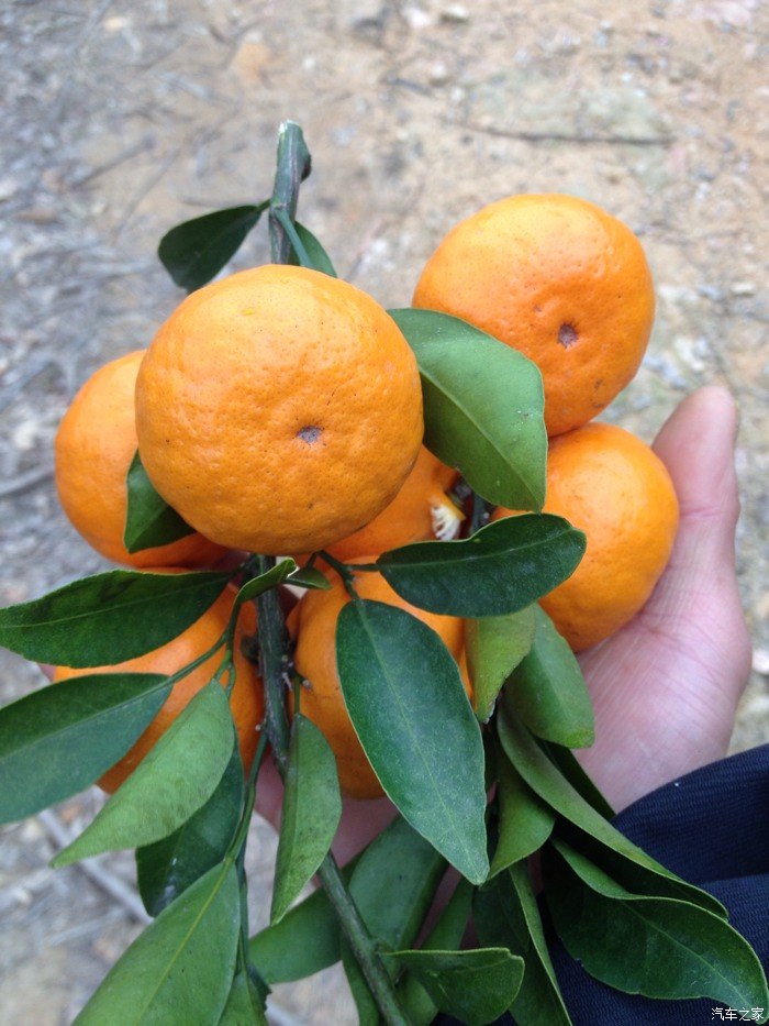 老家的特产,吉子