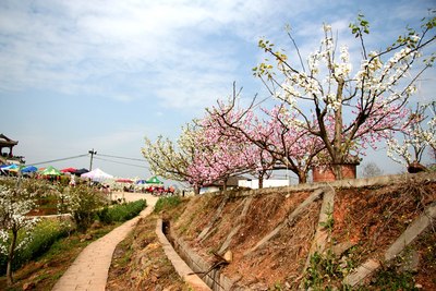 罗江梨花节地址图片