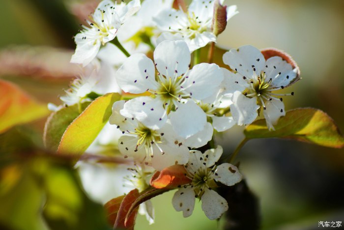 忽如一夜春风来千树万树梨花开永川黄瓜山梨花节