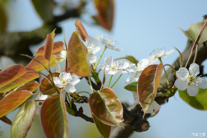 "忽如一夜春风来 千树万树梨花开"--永川黄瓜山梨花节