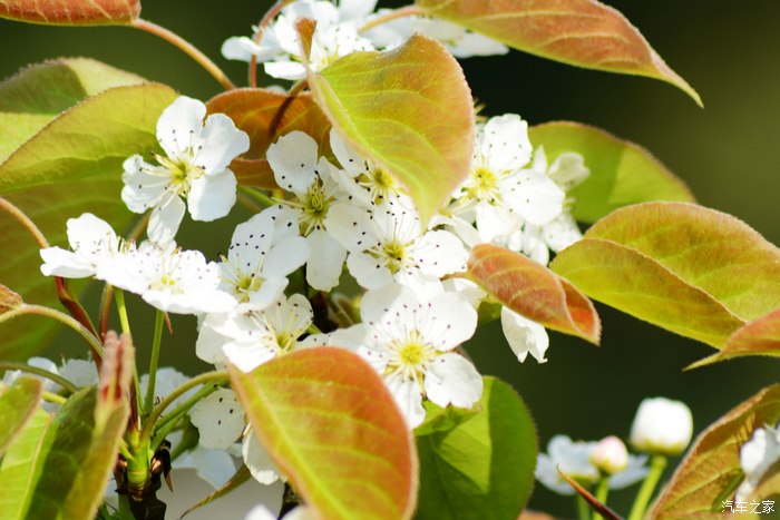"忽如一夜春风来 千树万树梨花开"--永川黄瓜山梨花节