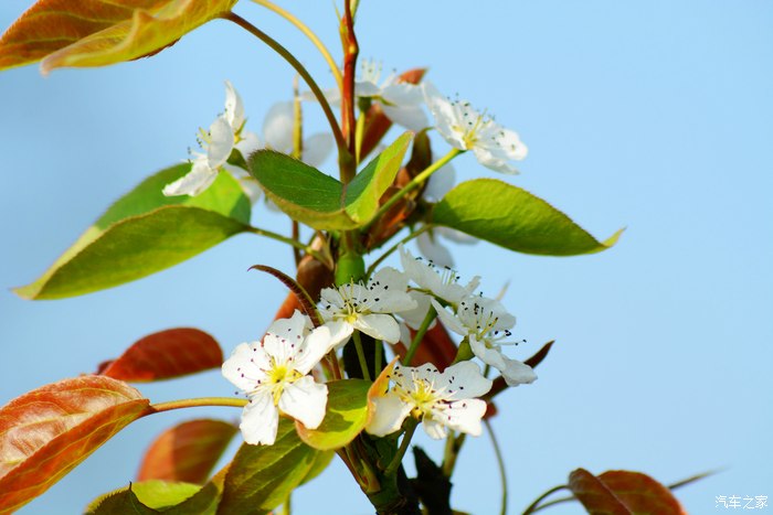 "忽如一夜春风来 千树万树梨花开"--永川黄瓜山梨花节