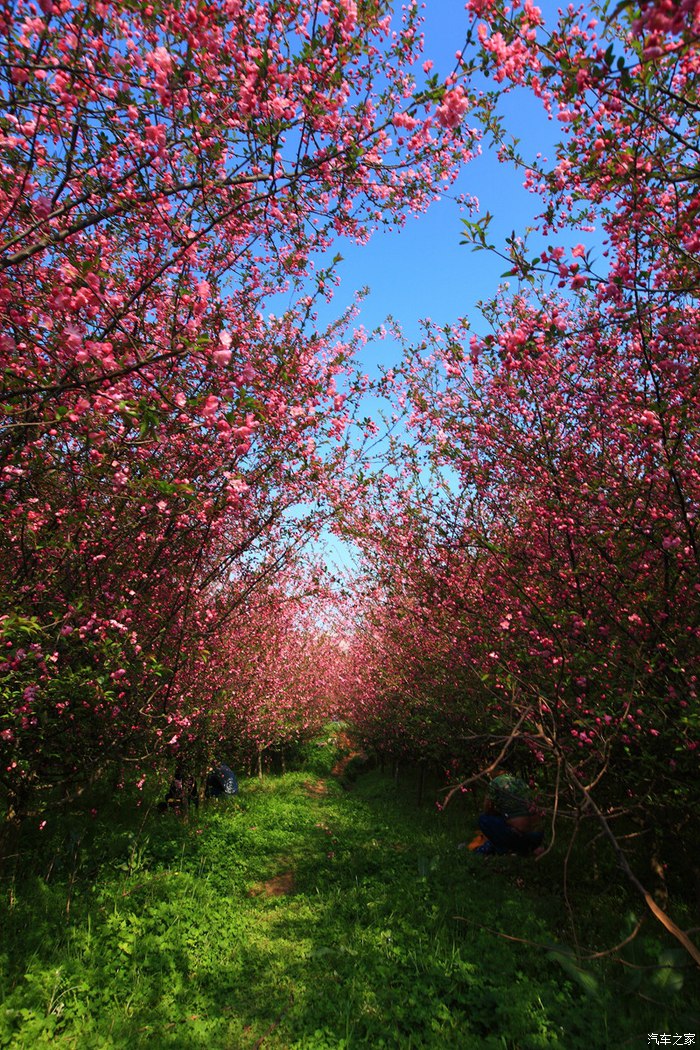 骏行林城:寻找贵阳周边的美景---漂亮的清镇樱花园