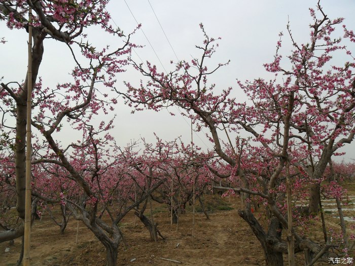 保定顺平桃花节图片