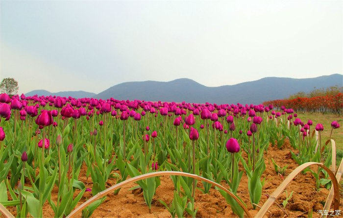 春遊巢湖半湯鬱金香高地