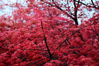 滿山紅葉似彩霞--重慶五洲生態園賞紅楓