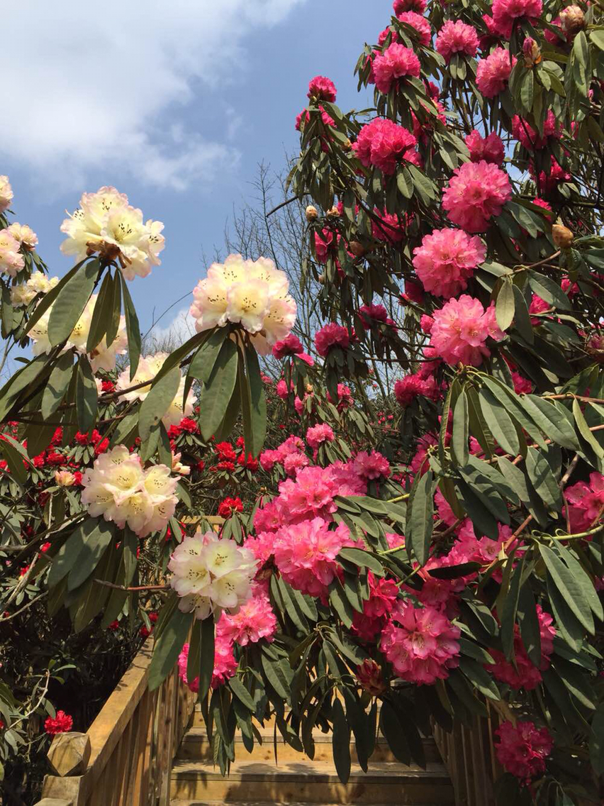 【图】2015贵州百里杜鹃花节开幕式_贵州论坛_汽车之家论坛