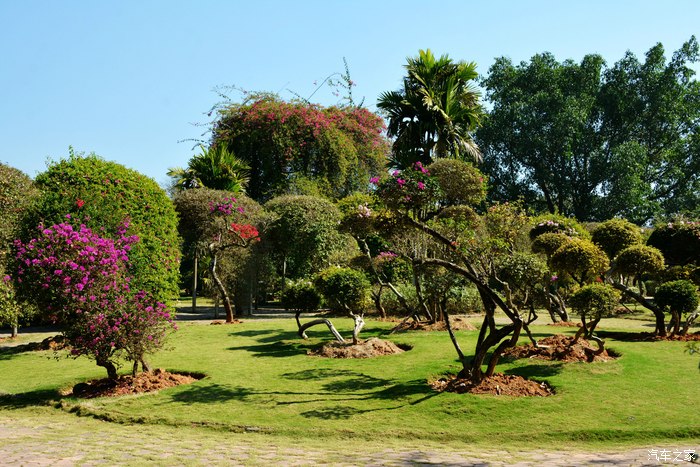 西雙版納自駕遊熱帶花卉園2