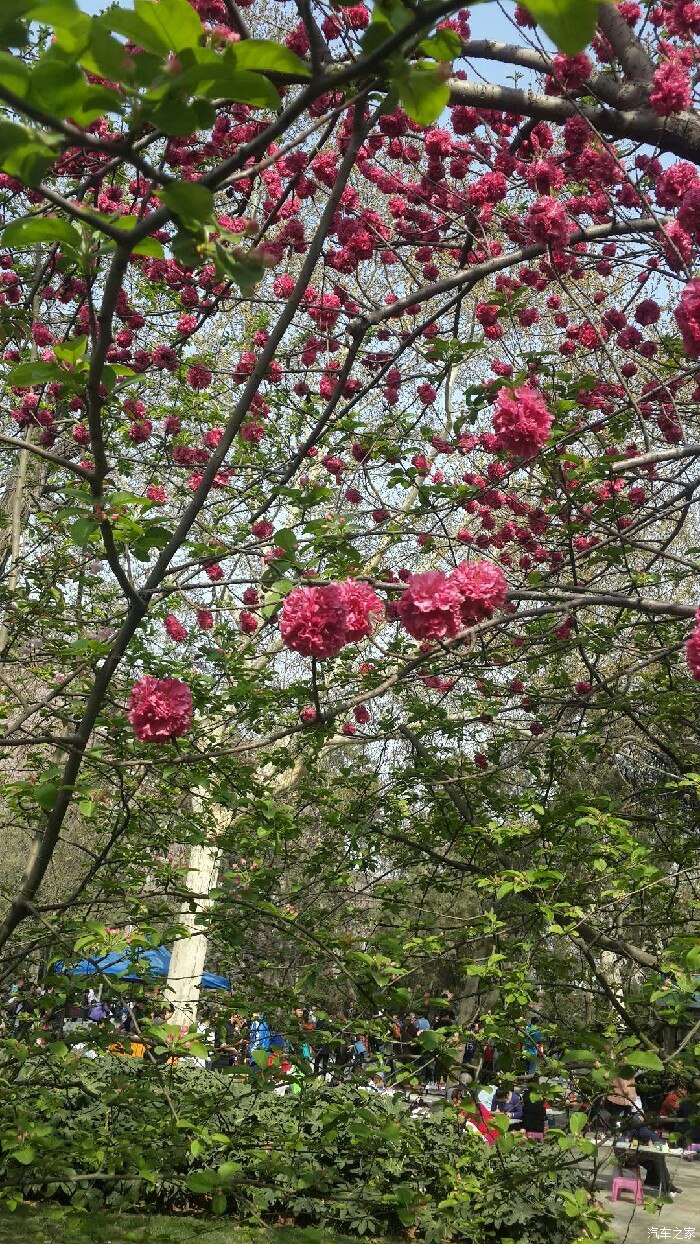 碧沙崗公園看海棠