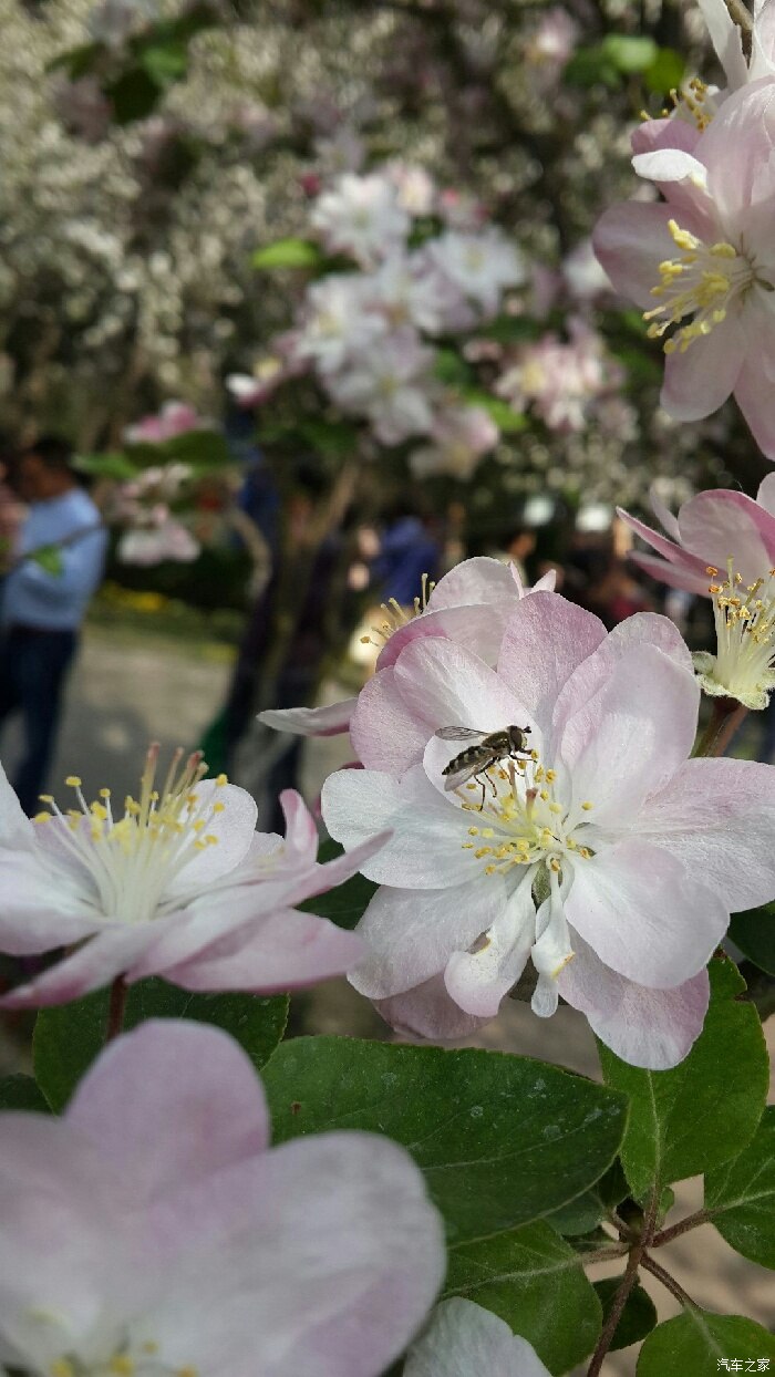 碧沙崗公園看海棠