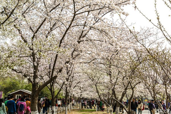 玉渊潭樱花八景之一樱棠春晓