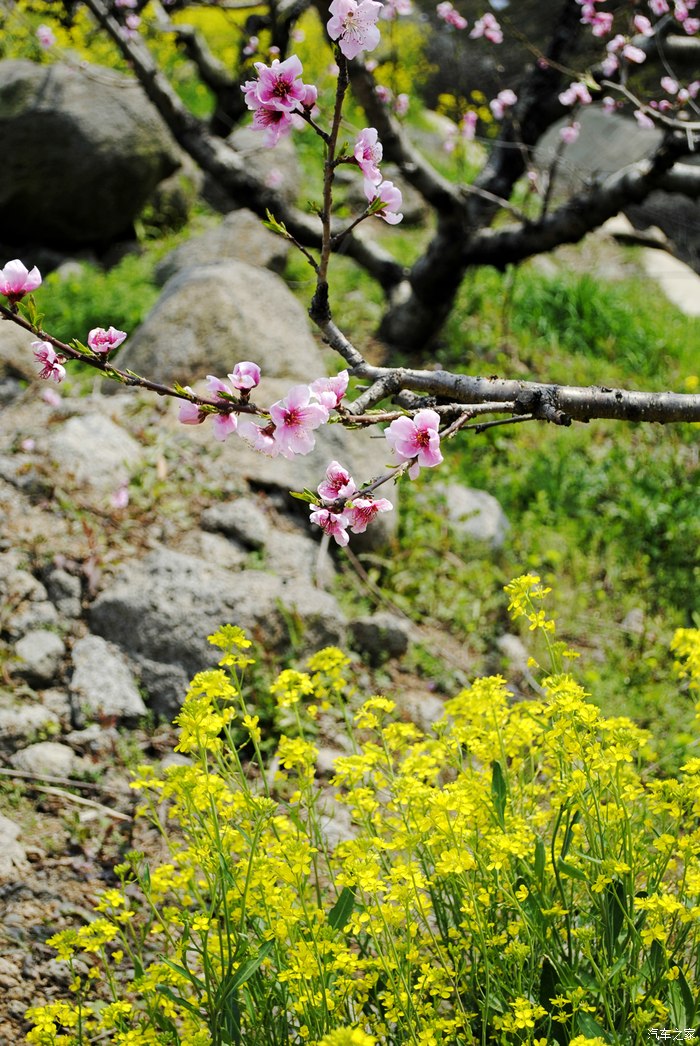 桃花儿朵朵开春天真美好