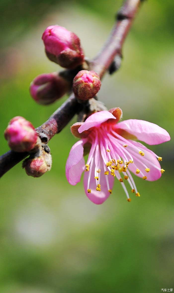 桃花儿朵朵开春天真美好