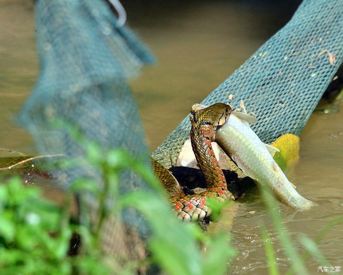 下午还有事要办,没打算蹲拍什么,这是去年拍鸟时拍到的蛇吃鱼