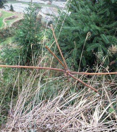 美其名曰:牛打架