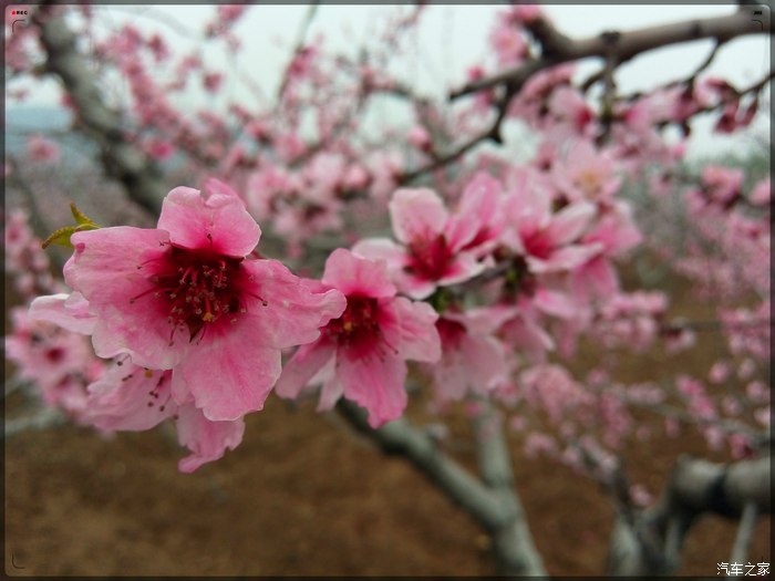 【疯狂泰山】甘做爱情的俘虏·泰山车友小聚看