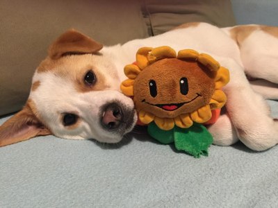 关于虎3的勒死狗