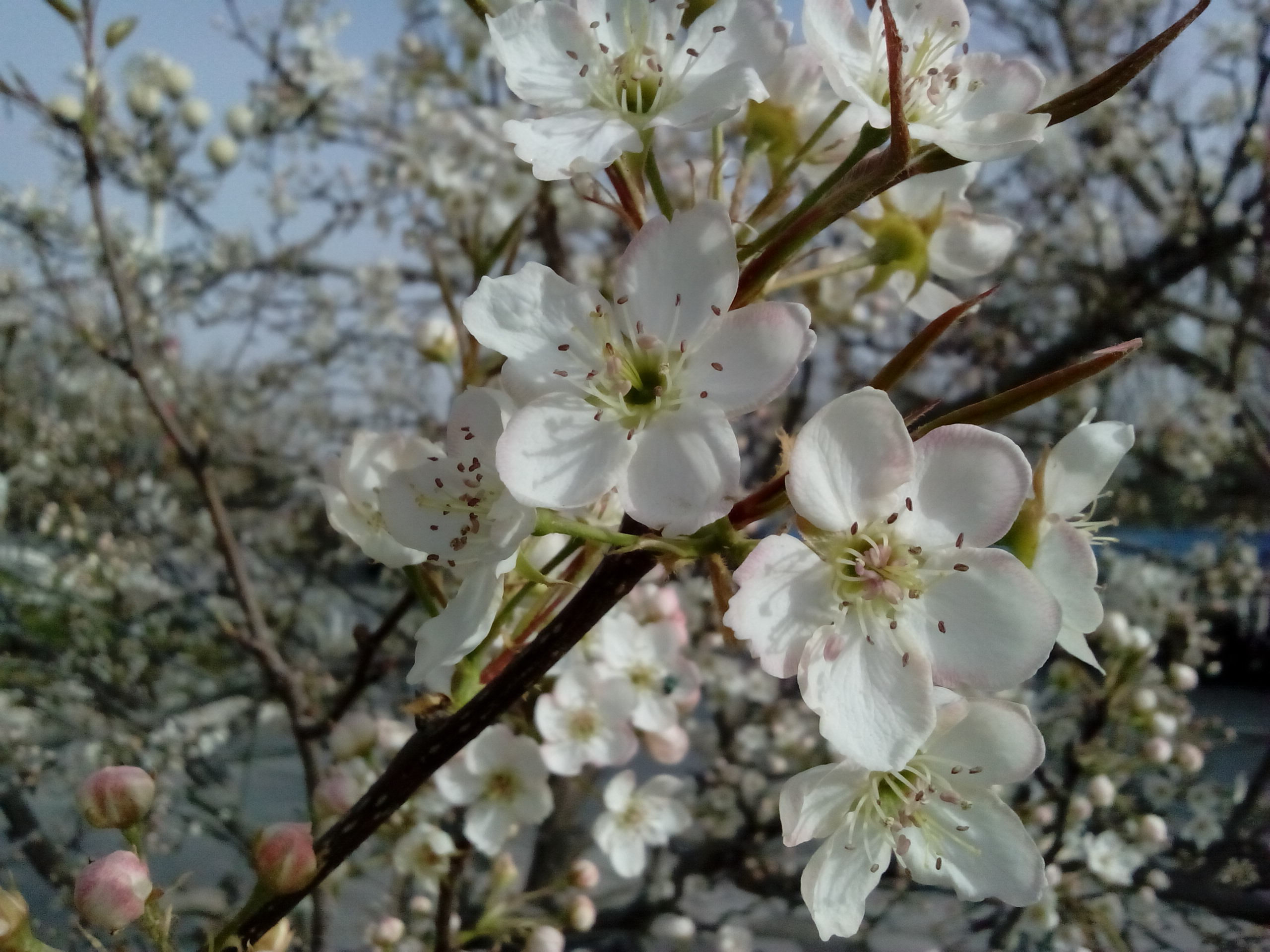天山南北第一春,托克逊的杏花开