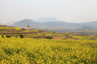 江北婺源--北方水乡济南双泉观赏油菜花