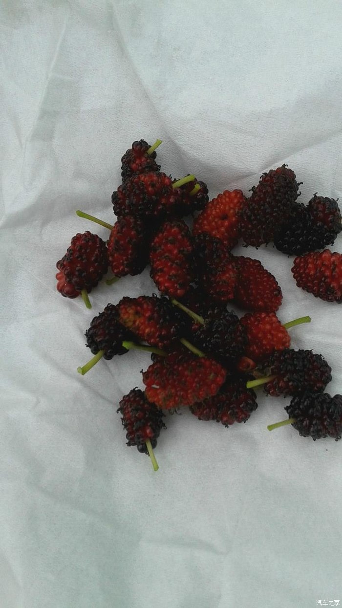 爸爸去哪儿春游放风筝烧烤钓鱼采桑椹果