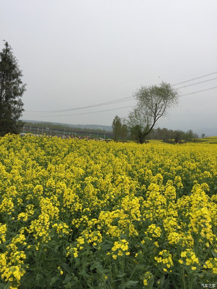 长安杨庄油菜花位置图片