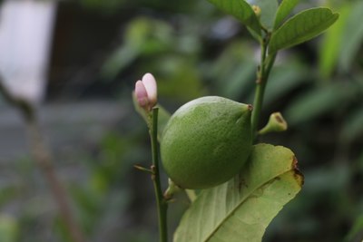 【爽快的神】带孩子采摘嘉宝果