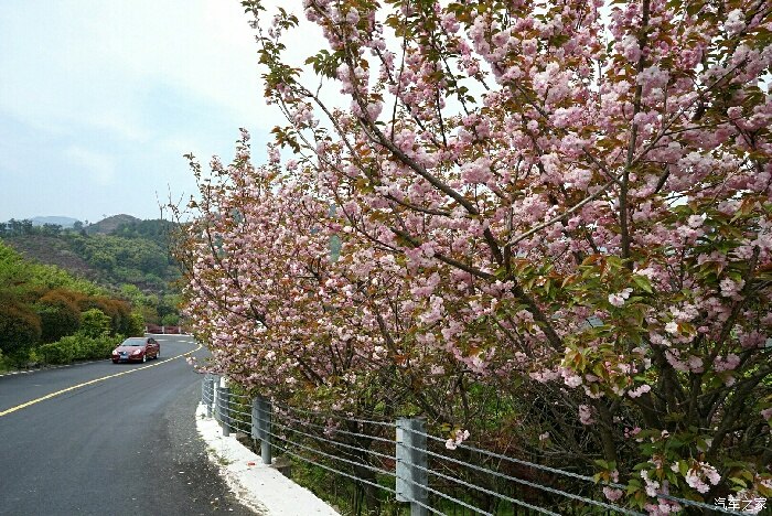 春日大片,四明山櫻花大道,堪稱最美山道