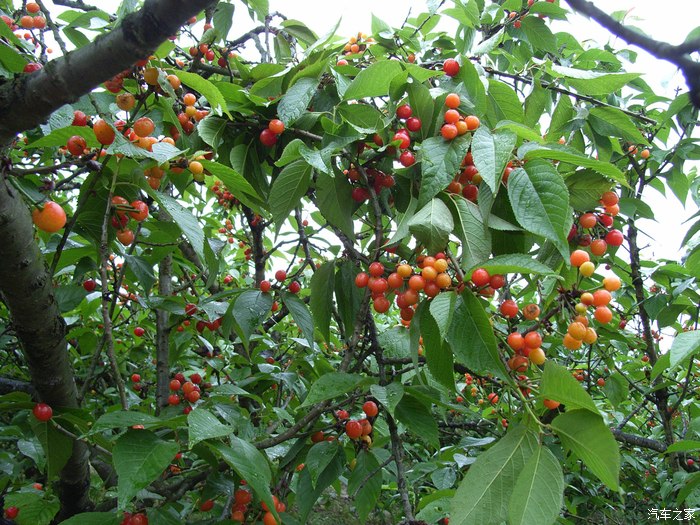 【翼搏春季自驾】重庆璧山云雾山樱桃谷采摘樱桃