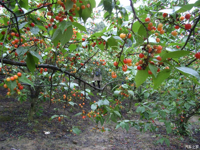 翼搏春季自驾重庆璧山云雾山樱桃谷采摘樱桃