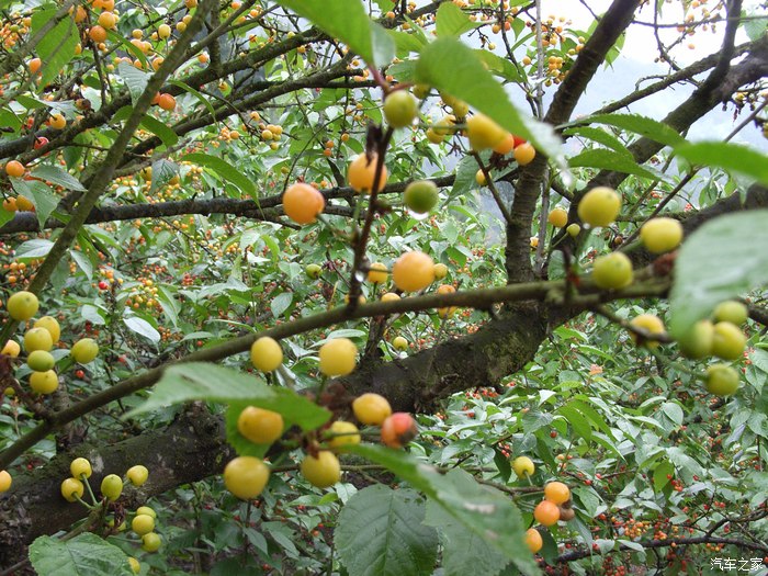 【翼搏春季自驾】重庆璧山云雾山樱桃谷采摘樱桃
