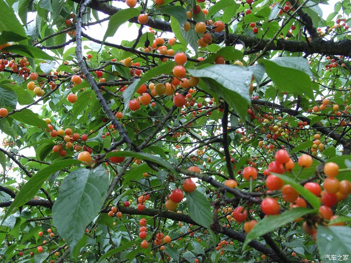 【翼搏春季自驾】重庆璧山云雾山樱桃谷采摘樱桃