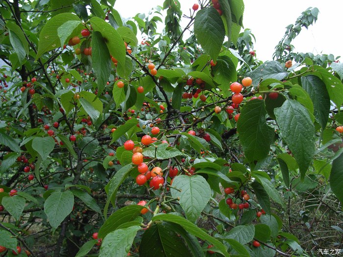 【翼搏春季自驾】重庆璧山云雾山樱桃谷采摘樱桃