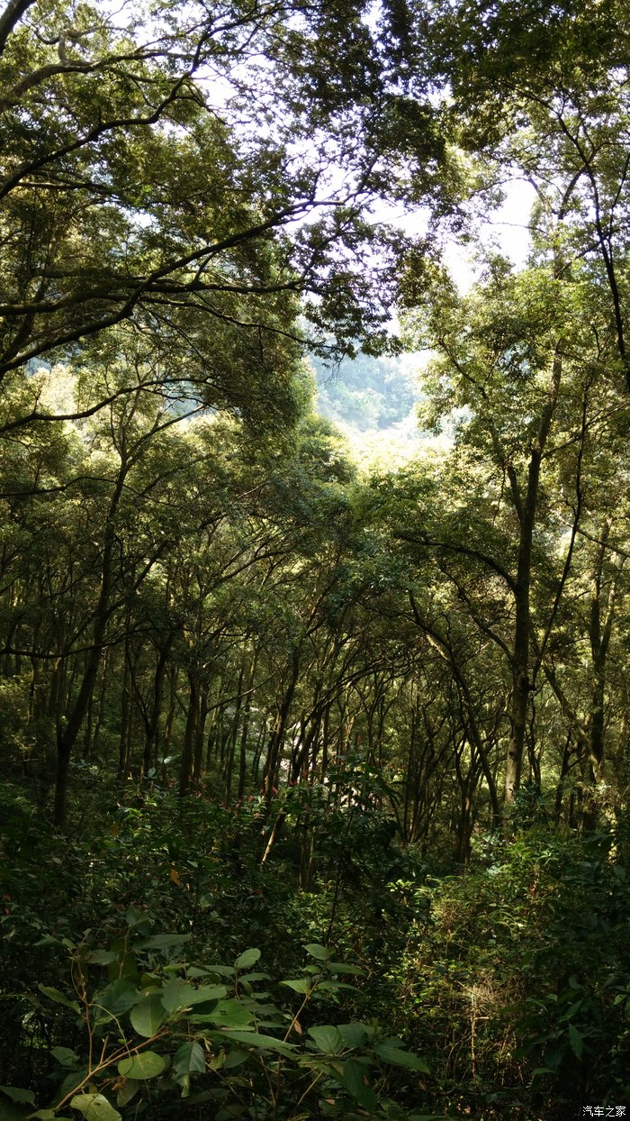 【图】游省级自然保护区——红椎林生态公园_长城c50论坛_汽车之家论