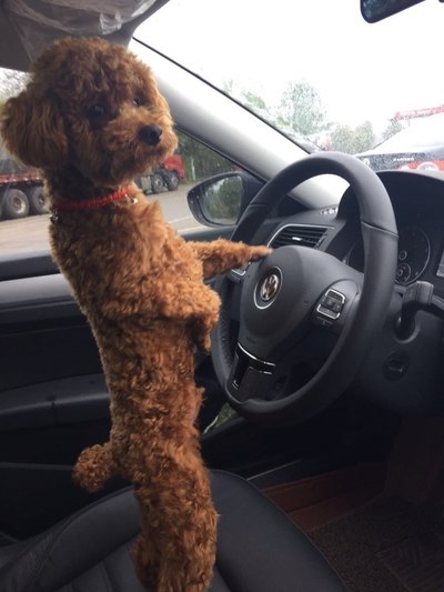 神狗开车!啊哈哈