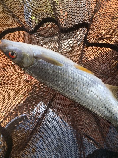 當天釣到到第一條魚,赤眼鱒魚,魚生片的好材料喔