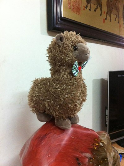 lama pacos) 我来自澳洲,是mx6在新西兰拍摄宣传片时的吉祥物,中国
