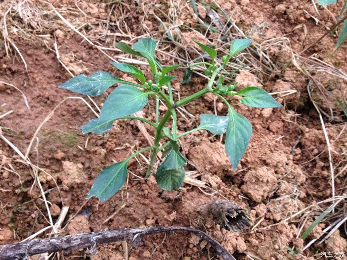 辣椒苗,降温降的太厉害,把人家冻蔫了!