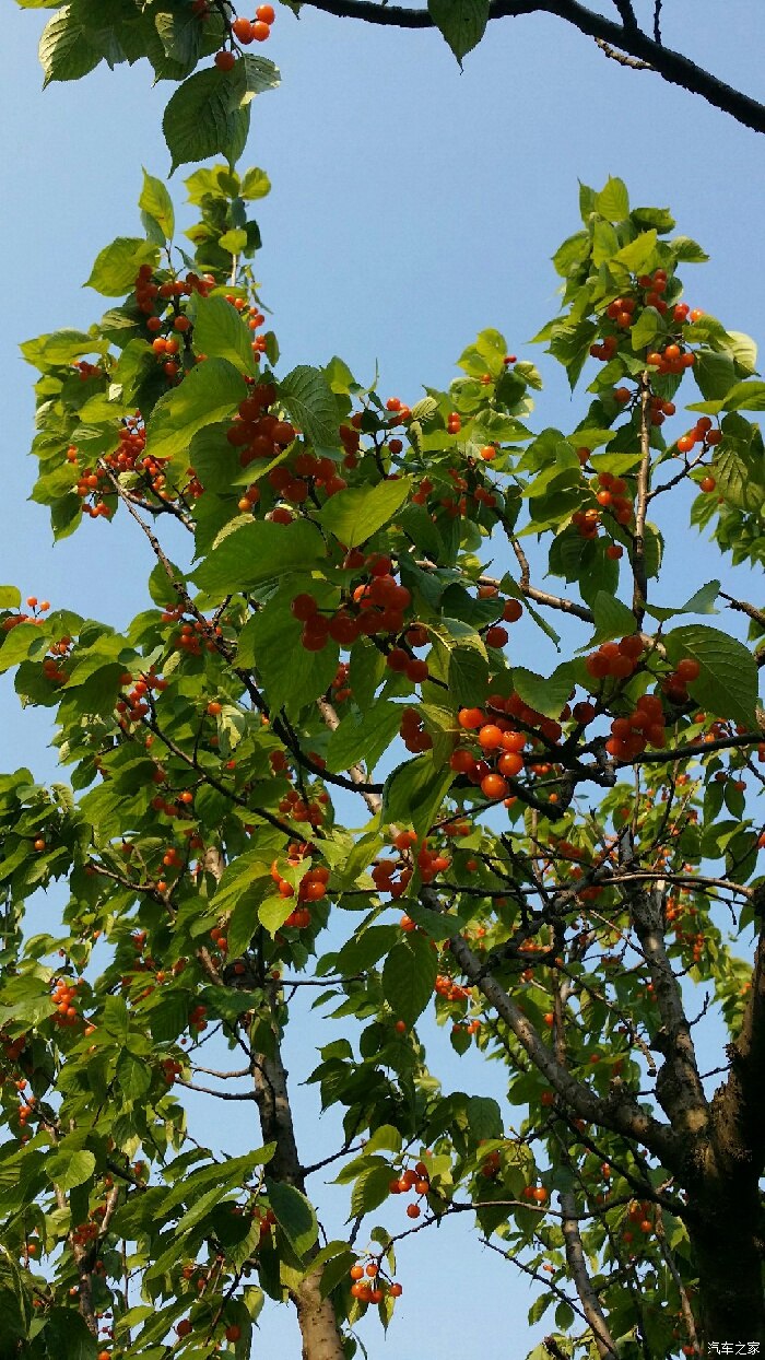 花溪孟关摘樱桃,但最终确跑到了黔陶