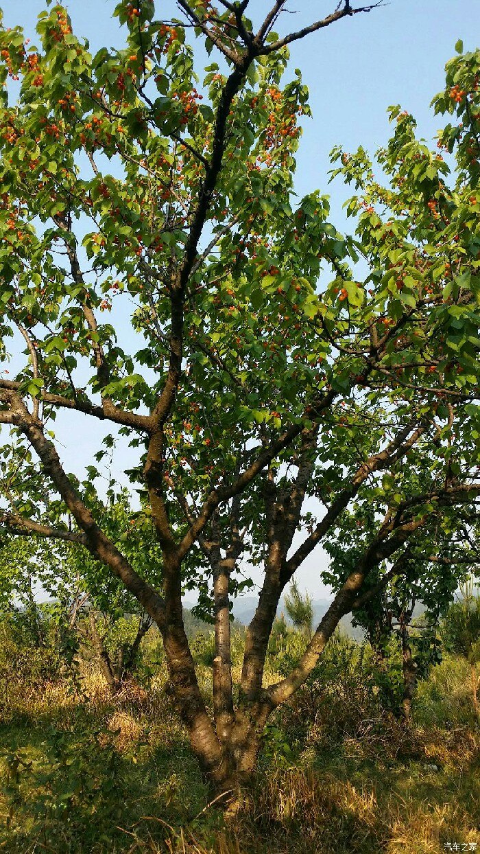 花溪孟关摘樱桃但最终确跑到了黔陶