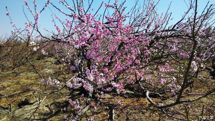 石河子143团桃花景区图片