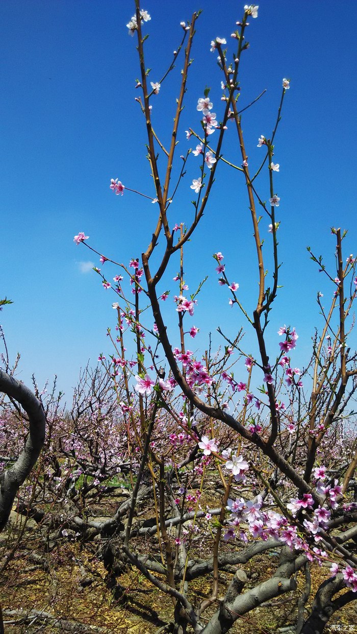 石河子143团桃花景区图片